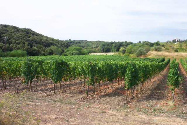 Vines.jpg  (93.8 Kb)