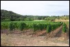 Vines.jpg  (93.8 Kb)