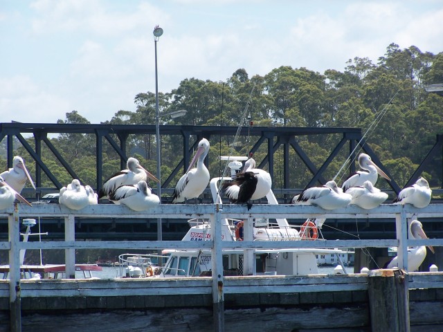 100_2949.jpg  (92.1 Kb)