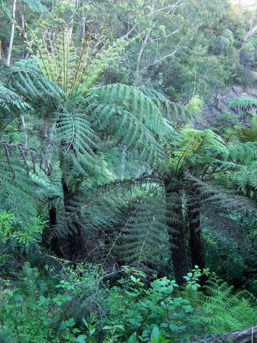 100_2104.jpg  (83.2 Kb)