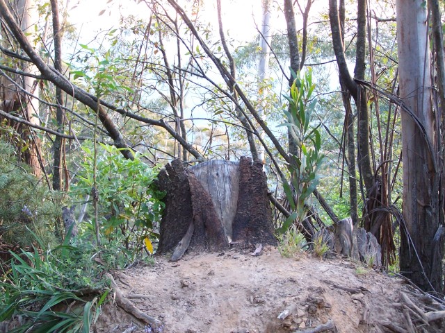 100_2106.jpg  (141.0 Kb)