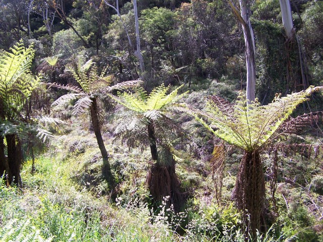 100_2153.jpg  (164.5 Kb)