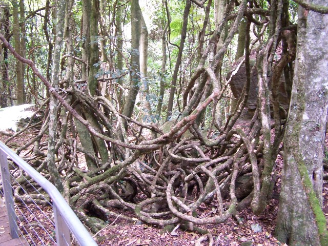 100_2225.jpg  (148.1 Kb)