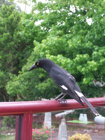 100_2943.jpg  (52.9 Kb)