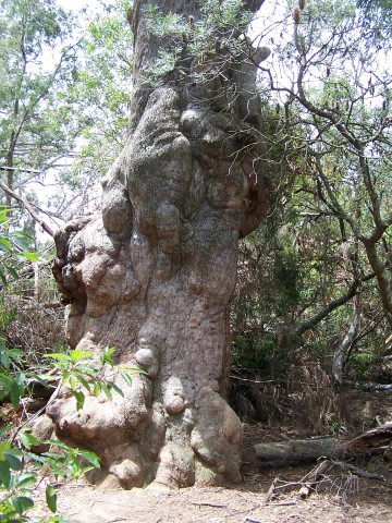100_2760.jpg  (87.8 Kb)
