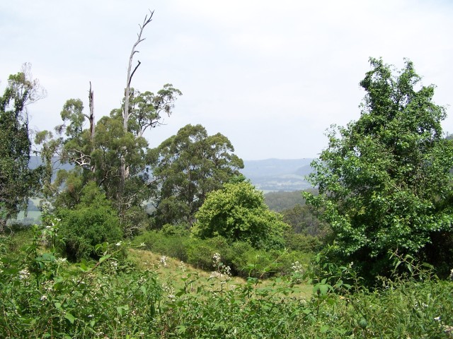 100_2772.jpg  (112.8 Kb)