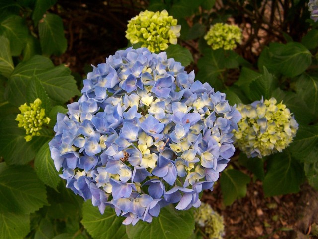 100_2833.jpg  (84.0 Kb)