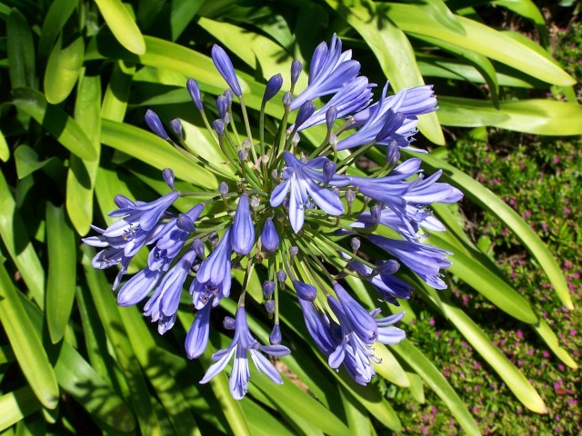 100_1675.jpg  (108.2 Kb)