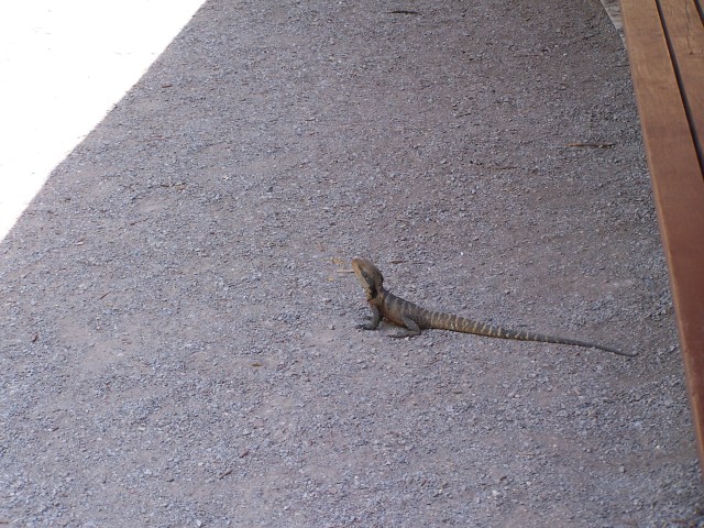 100_2659.jpg  (115.9 Kb)