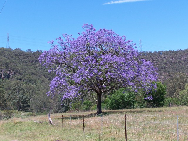 100_1580.jpg  (104.5 Kb)