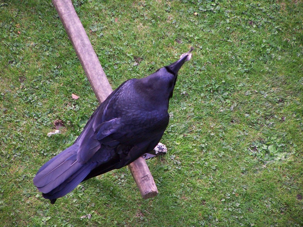 100_0263.jpg  (333.0 Kb)