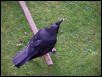 100_0263.jpg  (333.0 Kb)