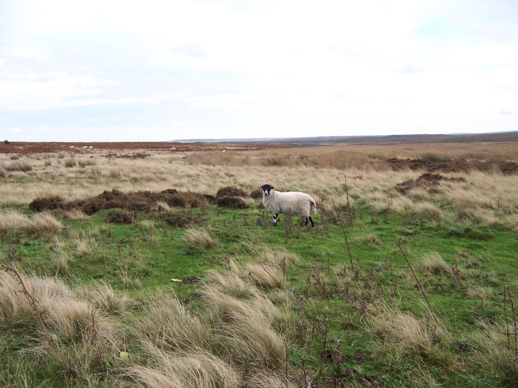 03 Blackface Sheep.jpg  (205.2 Kb)