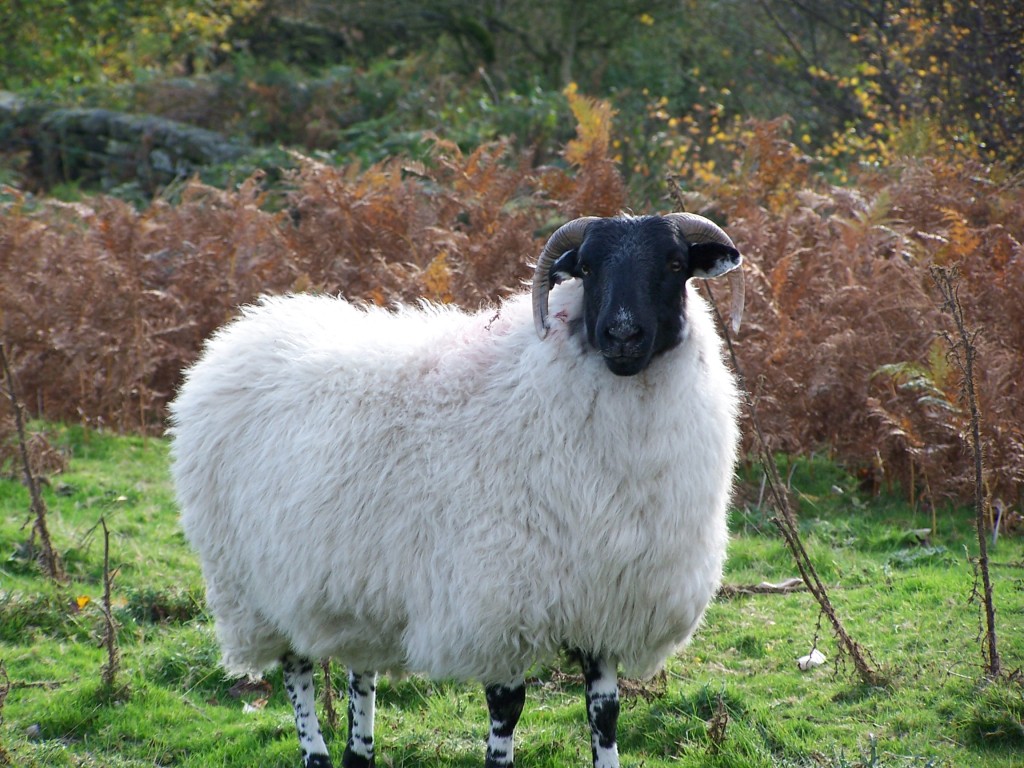 04 Sheep.jpg  (218.2 Kb)