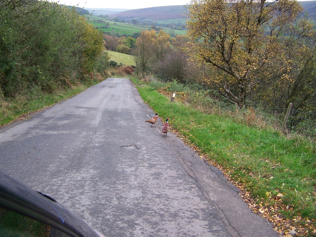 07 pheasant.jpg  (291.8 Kb)