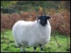 04 Sheep.jpg  (218.2 Kb)