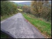 07 pheasant.jpg  (291.8 Kb)